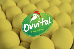 OVVITAL